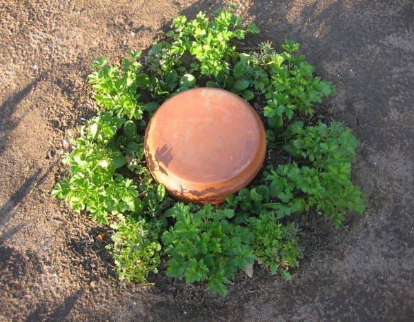 Fazer uma olla caseira para regar o jardim