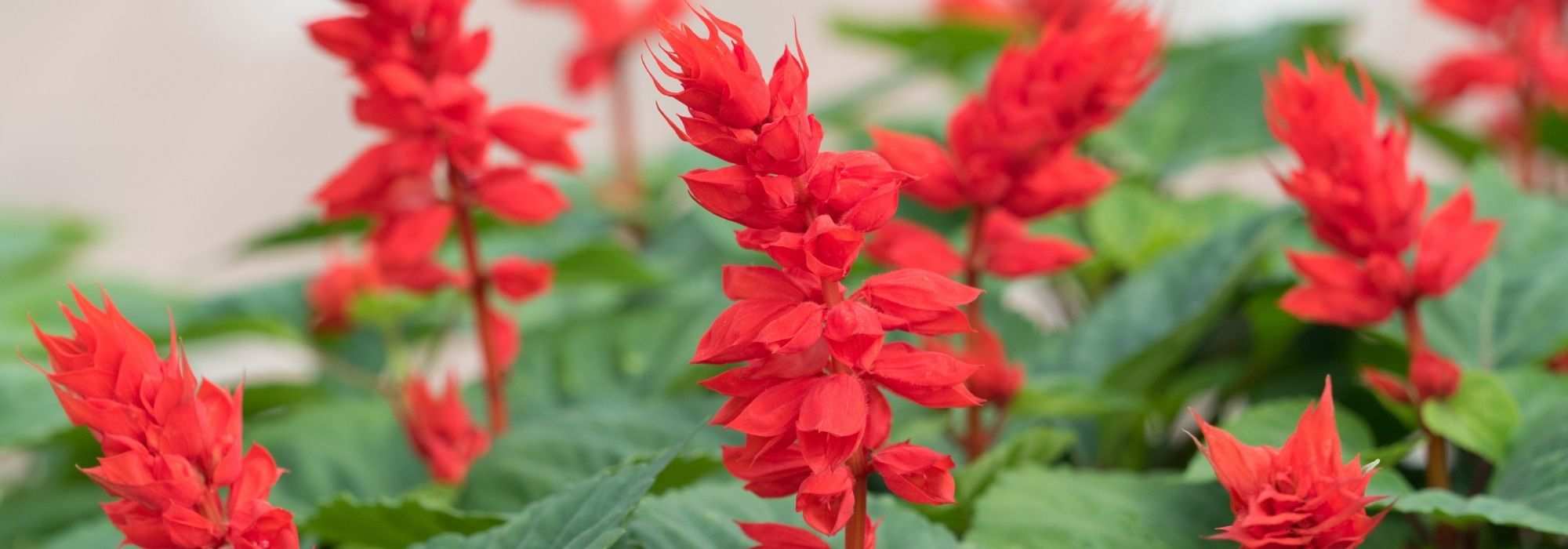 5 sálvias de flores vermelhas