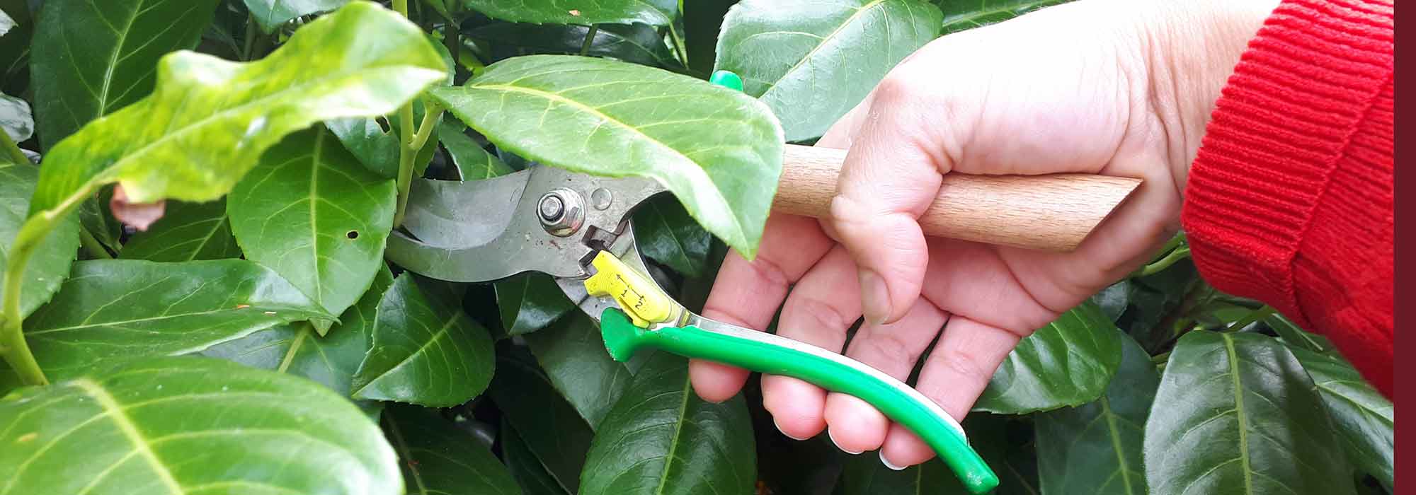 Poda de árvores de fruto, arbustos e roseiras: 10 erros a evitar