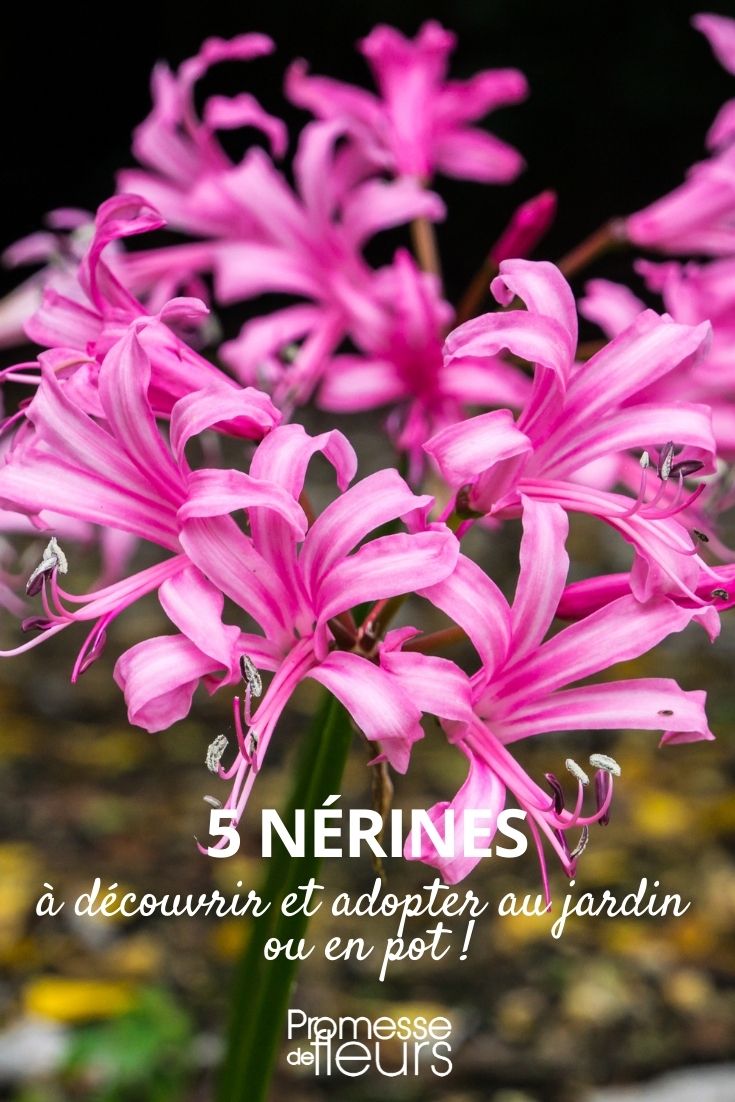 Seleção de nerinas