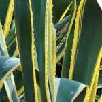 7 agaves: as variedades mais bonitas