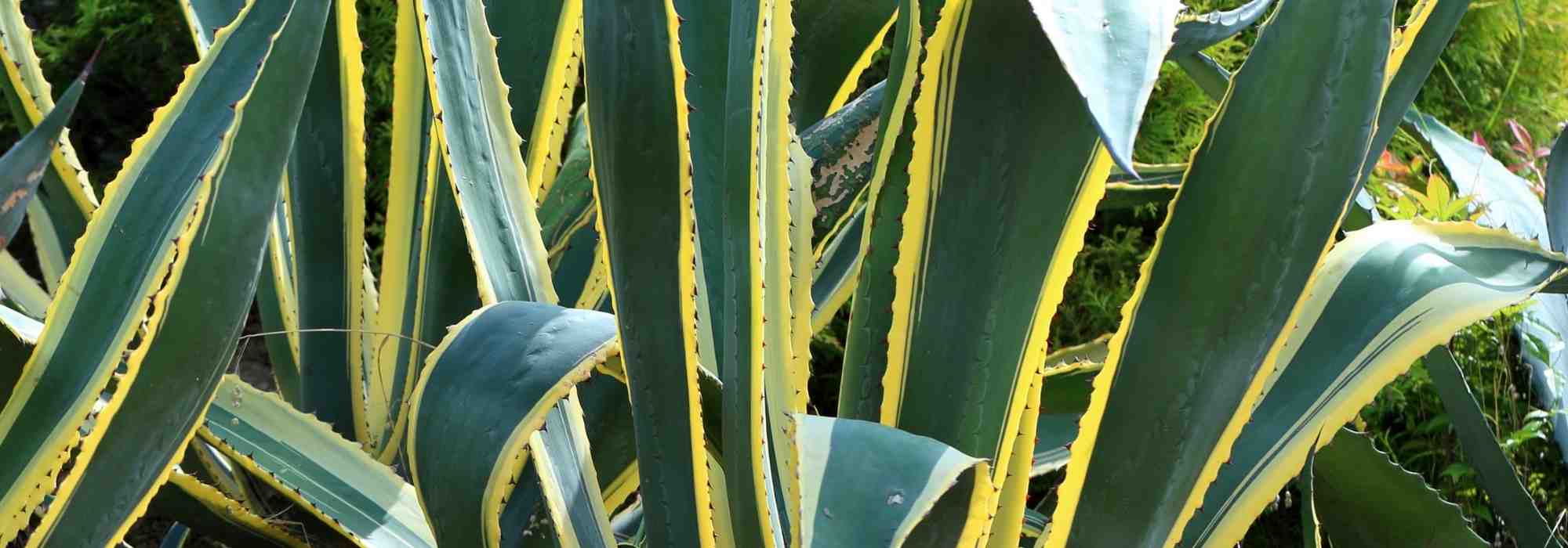7 agaves: as variedades mais bonitas
