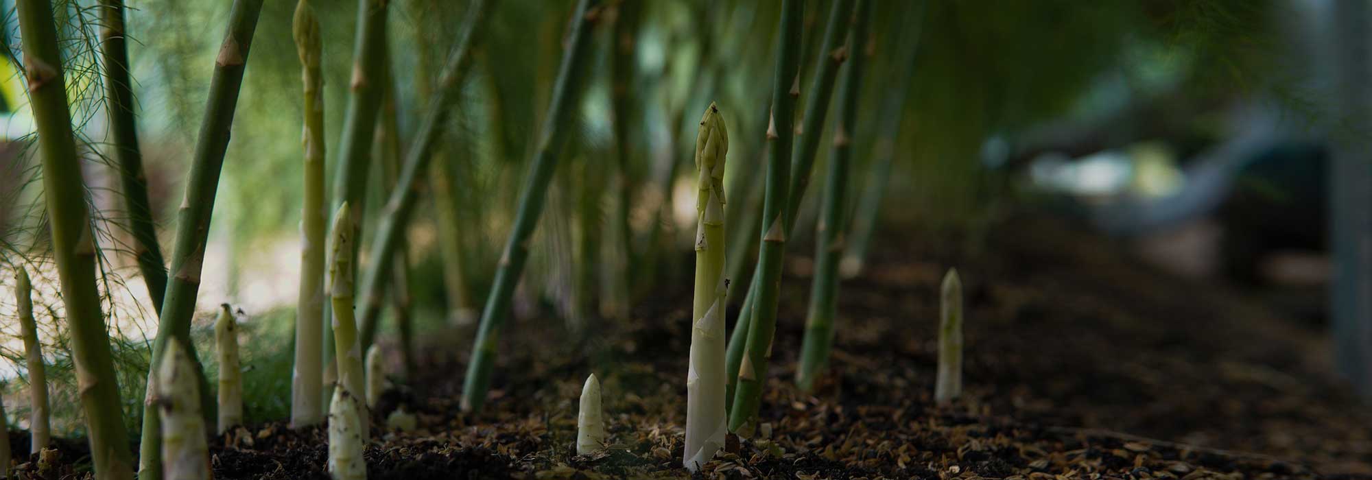 O espargo: plantação, cultivo, colheita