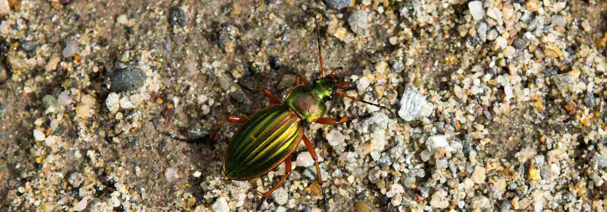 O carabe: este amigo desconhecido do jardineiro