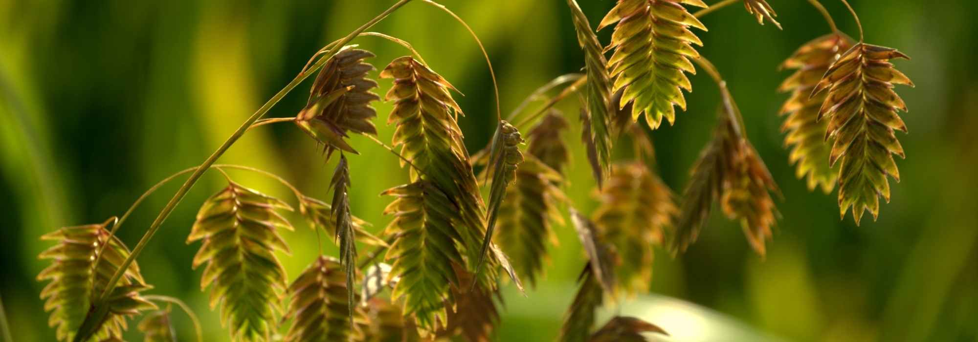 Chasmanthium latifolium, aveia-selvagem: plantar e cuidar