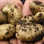 A batata-inglesa: plantação, cultivo, colheita