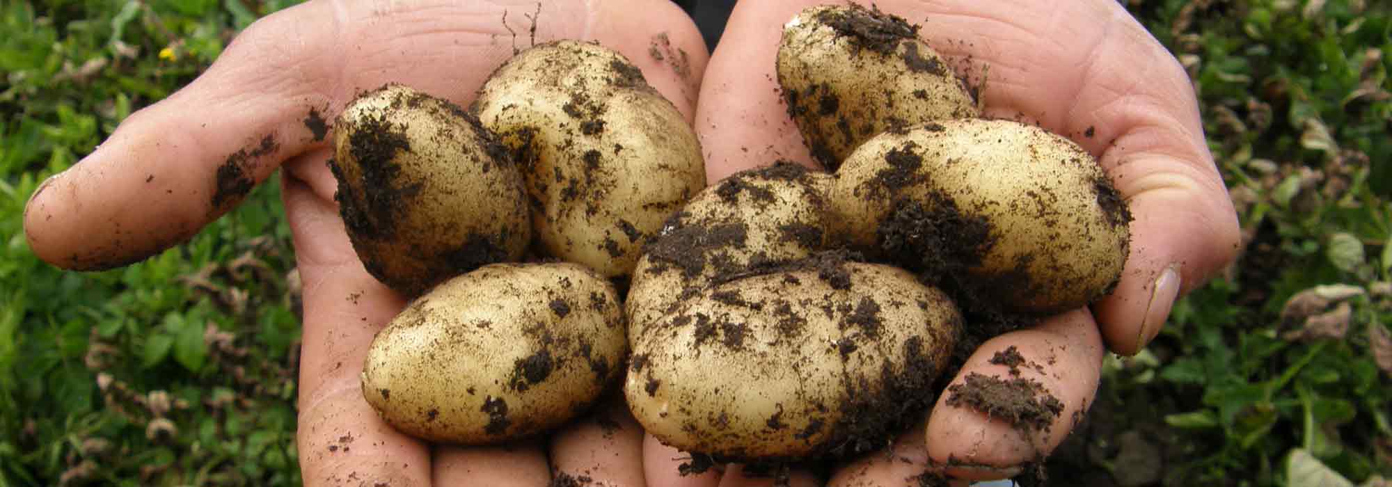 A batata-inglesa: plantação, cultivo, colheita