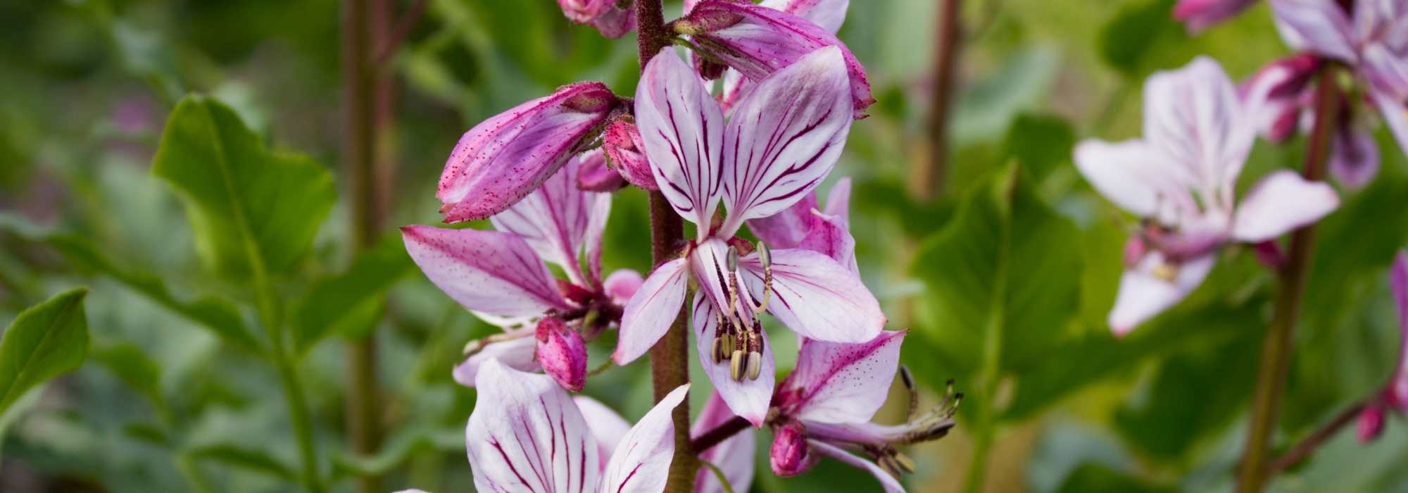 Dictamnus, fracxinela: plantar e cuidar
