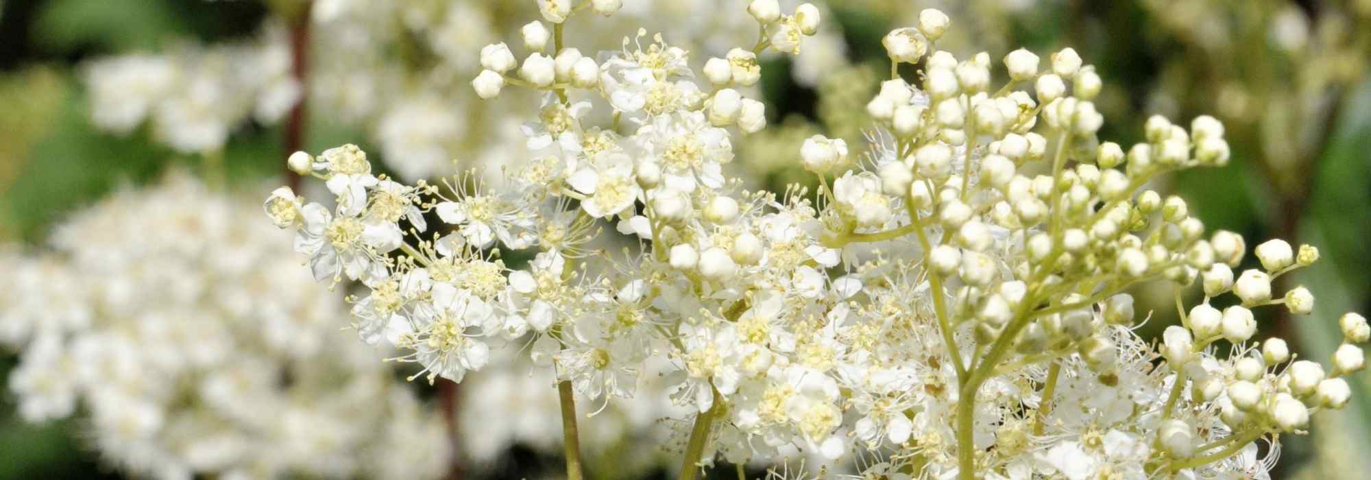 Filipêndulas de flores brancas: 6 variedades a descobrir
