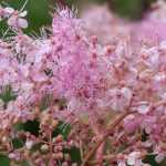 Filipêndulas de flores cor-de-rosa: 6 variedades a descobrir