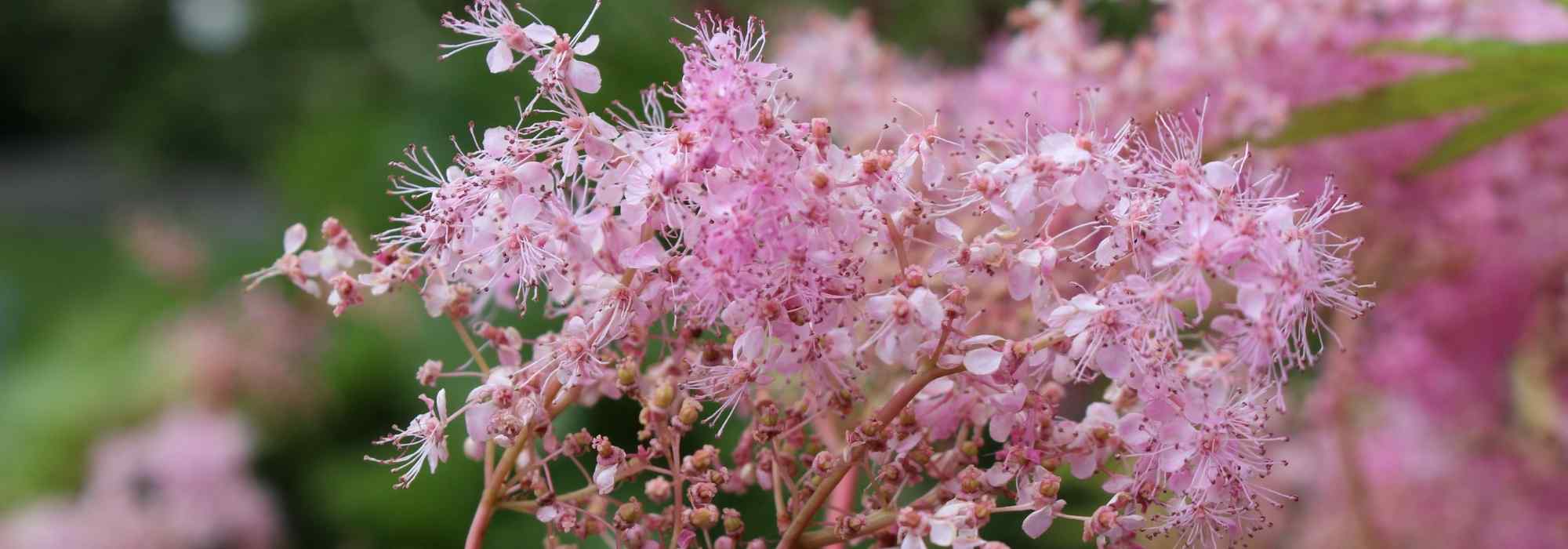 Filipêndulas de flores cor-de-rosa: 6 variedades a descobrir