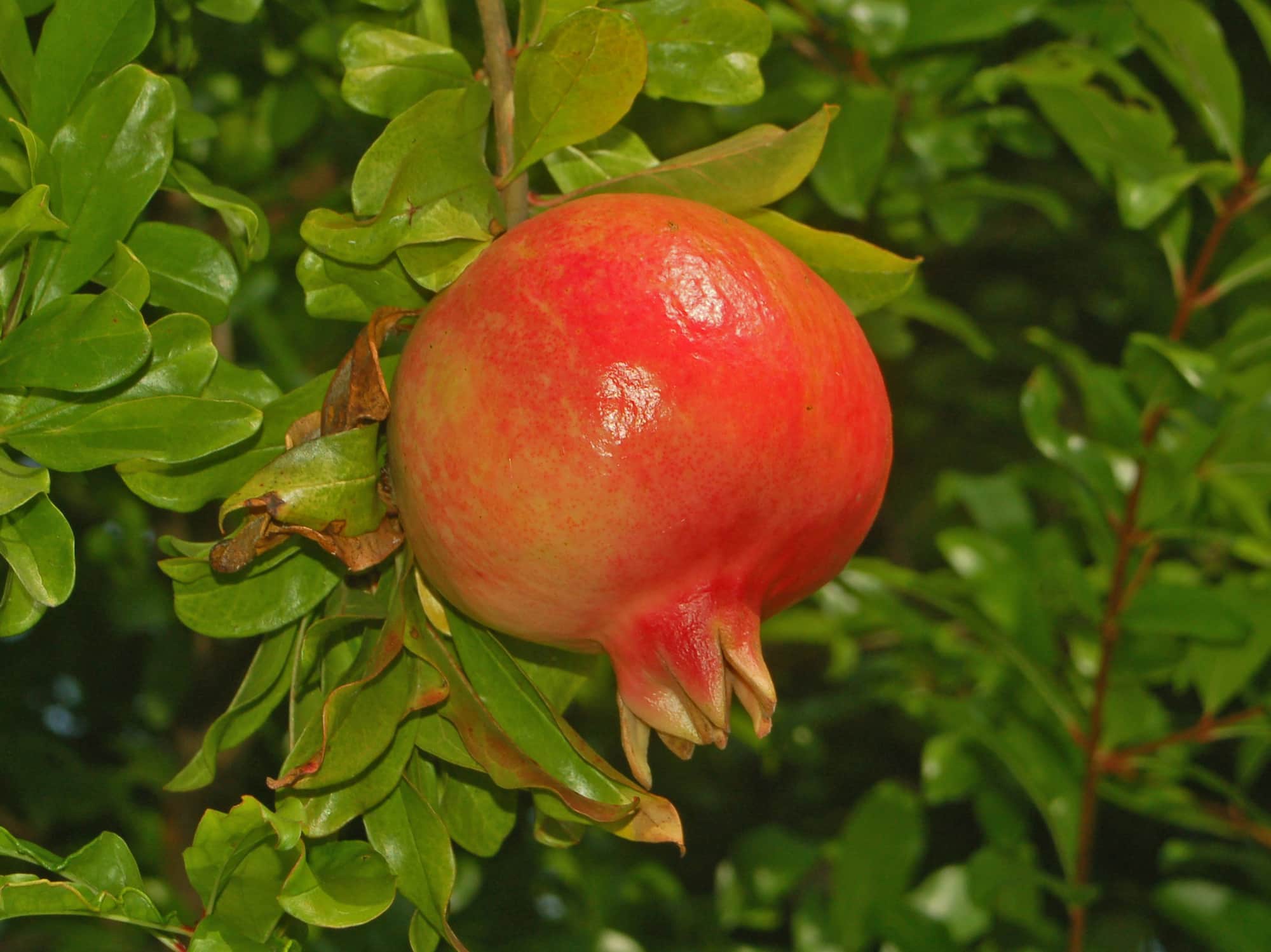 A romãzeira: plantar, cultivar e colher