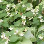 Houttuynia cordata, planta-camaleão: plantar e cultivar