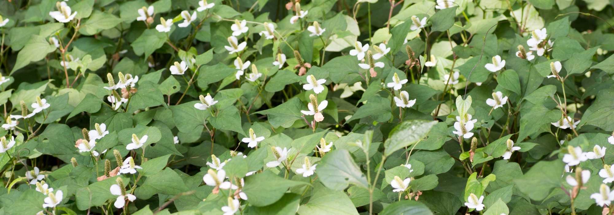 Houttuynia cordata, planta-camaleão: plantar e cultivar