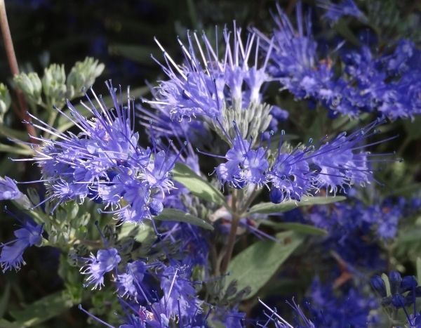 Quando e como podar um Caryopteris?