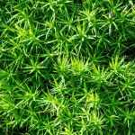 Musgo da Irlanda, Sagina subulata: plantação, manutenção, utilizações