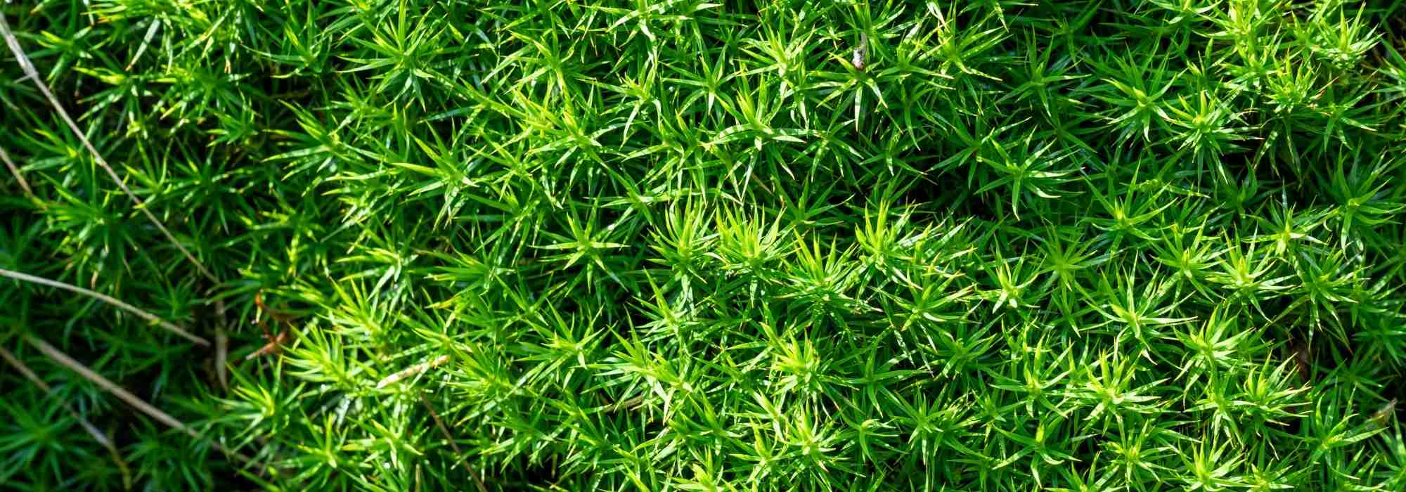 Musgo da Irlanda, Sagina subulata: plantação, manutenção, utilizações