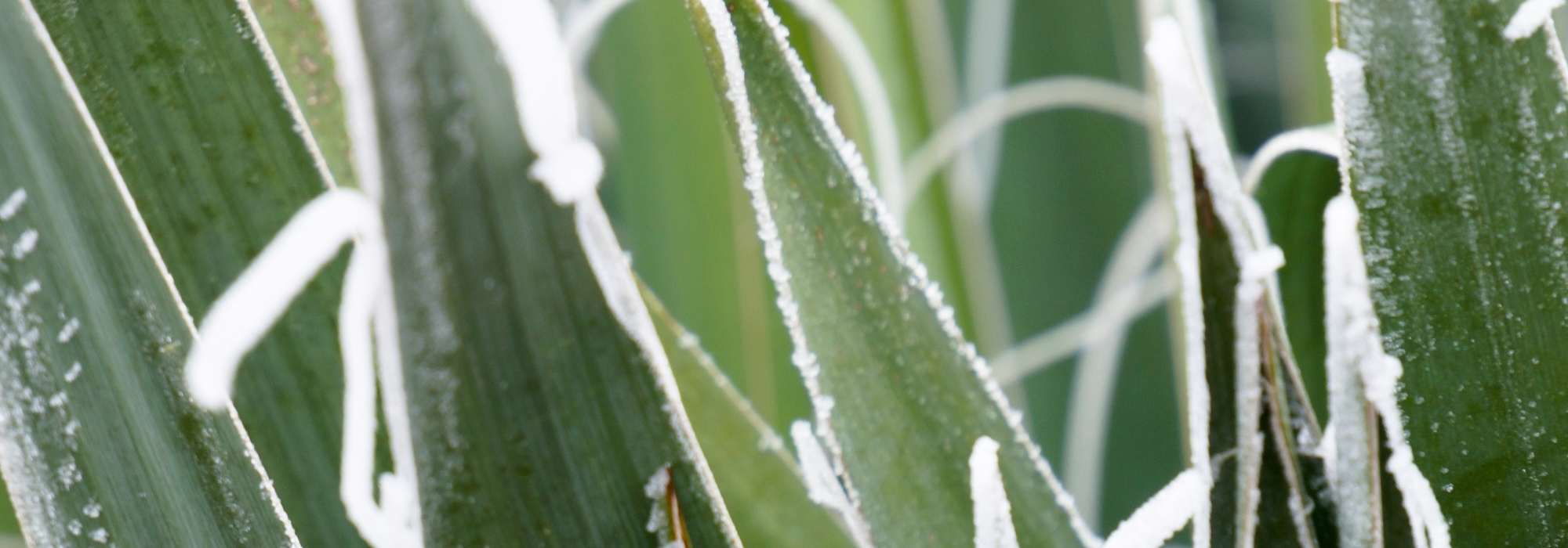 Como passar o agave pelo inverno?