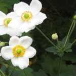 Anémona-japonesa de flores brancas: 10 variedades a descobrir