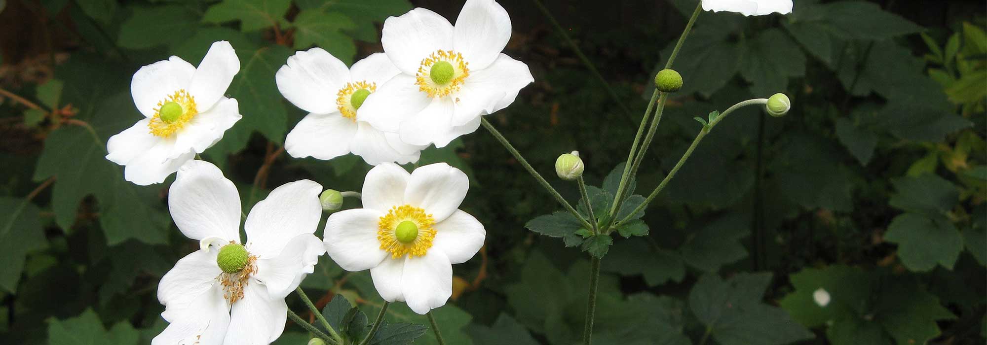 Anémona-japonesa de flores brancas: 10 variedades a descobrir