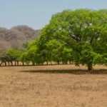 Árvores resistentes à seca