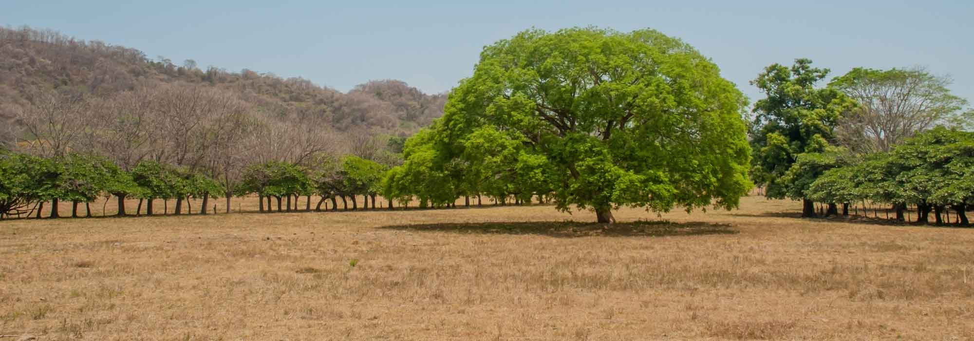 Árvores resistentes à seca