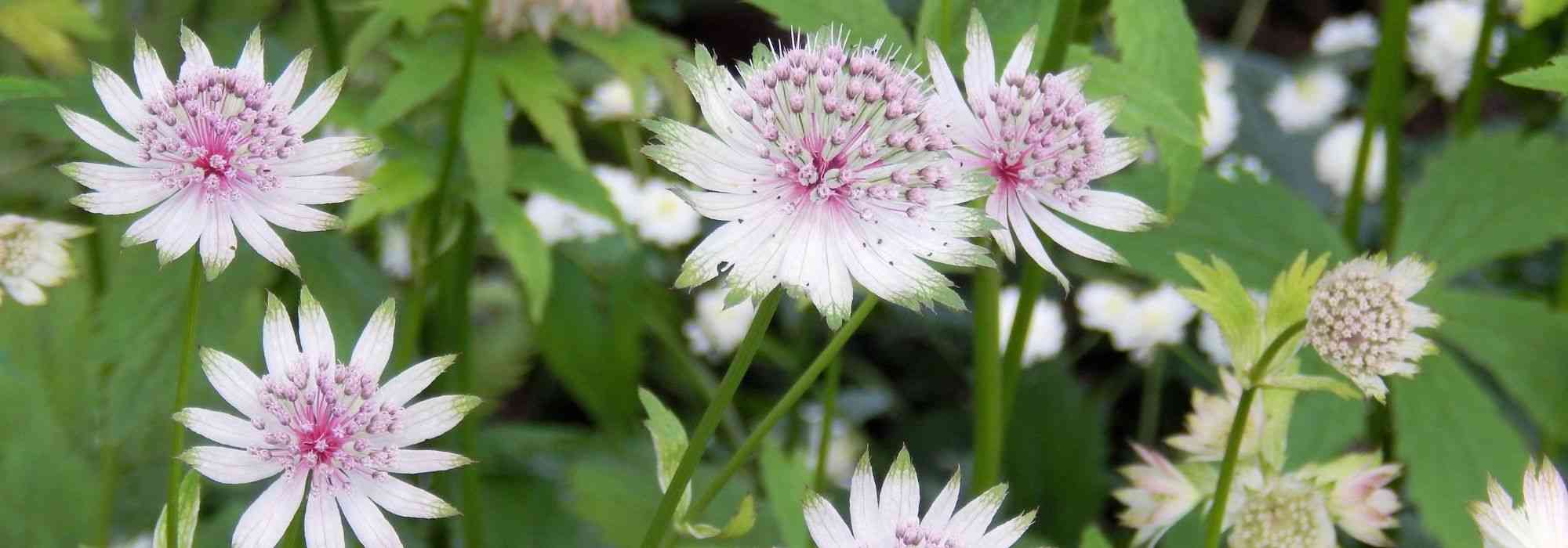 Astrâncias de flores brancas