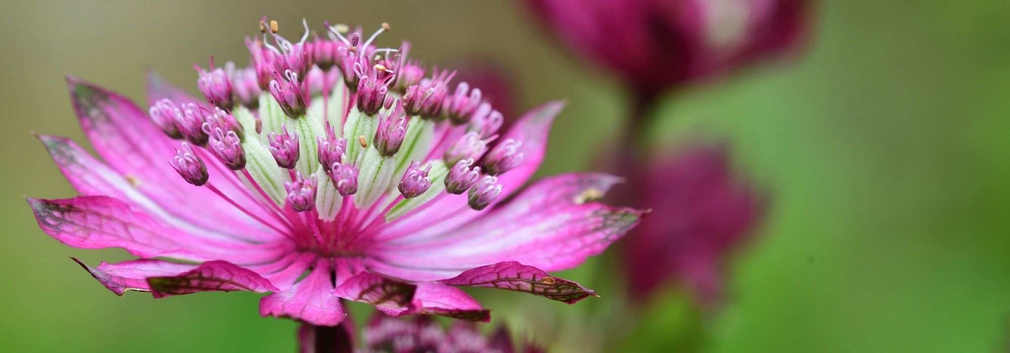 Astrâncias de flores cor-de-rosa