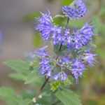 Como fazer estacas de Caryopteris?