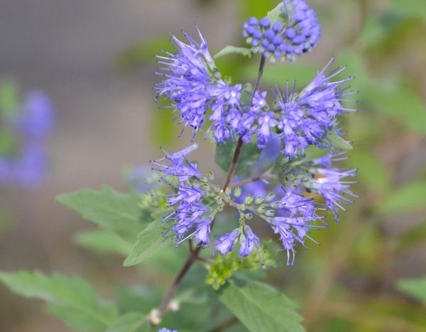 Como fazer estacas de Caryopteris?