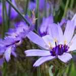 Catananche, dardo-de-cupido: combiná-la no jardim