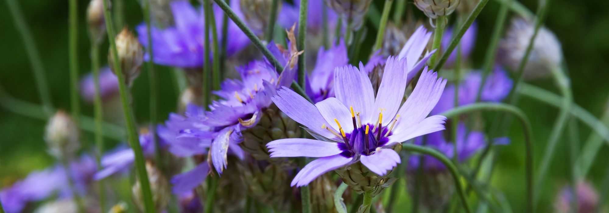 Catananche, dardo-de-cupido: combiná-la no jardim