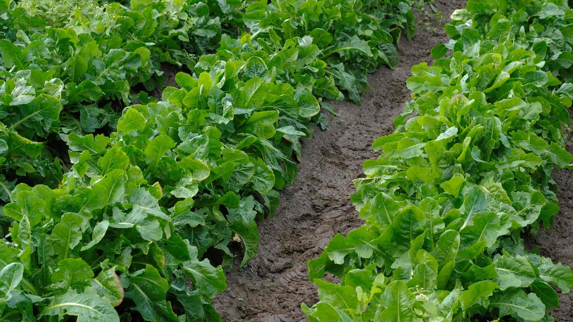 As Chicórias: sementeira, cultivo e colheita