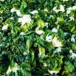 6 couves chinesas a descobrir