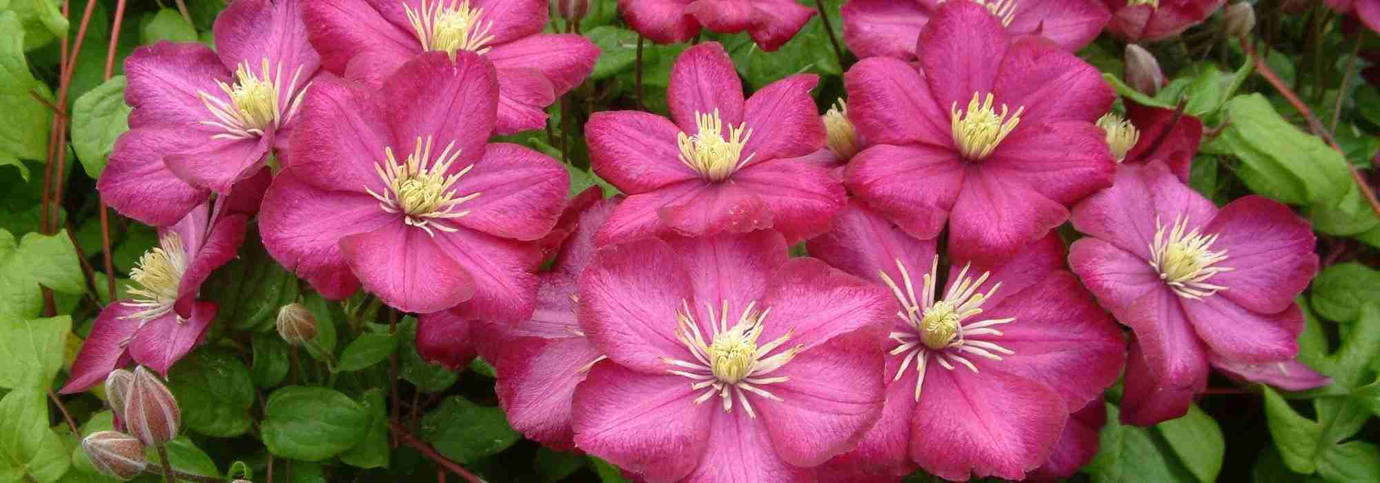 As 10 clematites de grandes flores mais bonitas