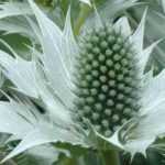 Transcrição do vídeo: Eryngium giganteum