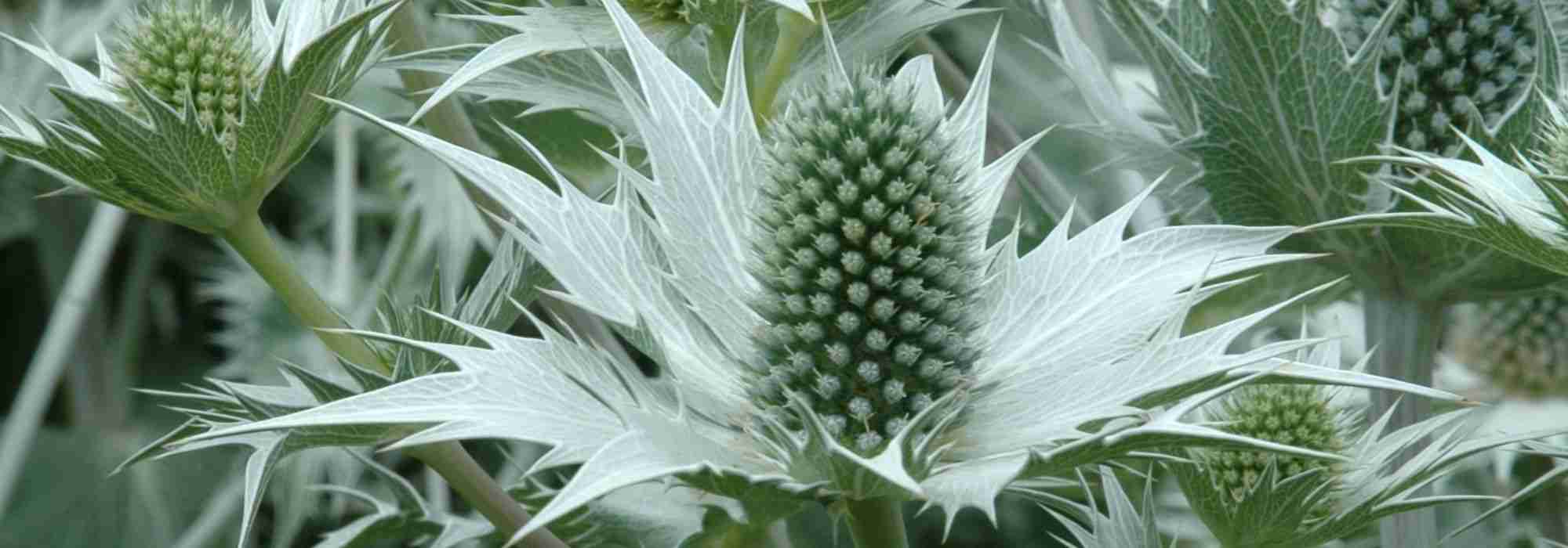 Transcrição do vídeo: Eryngium giganteum
