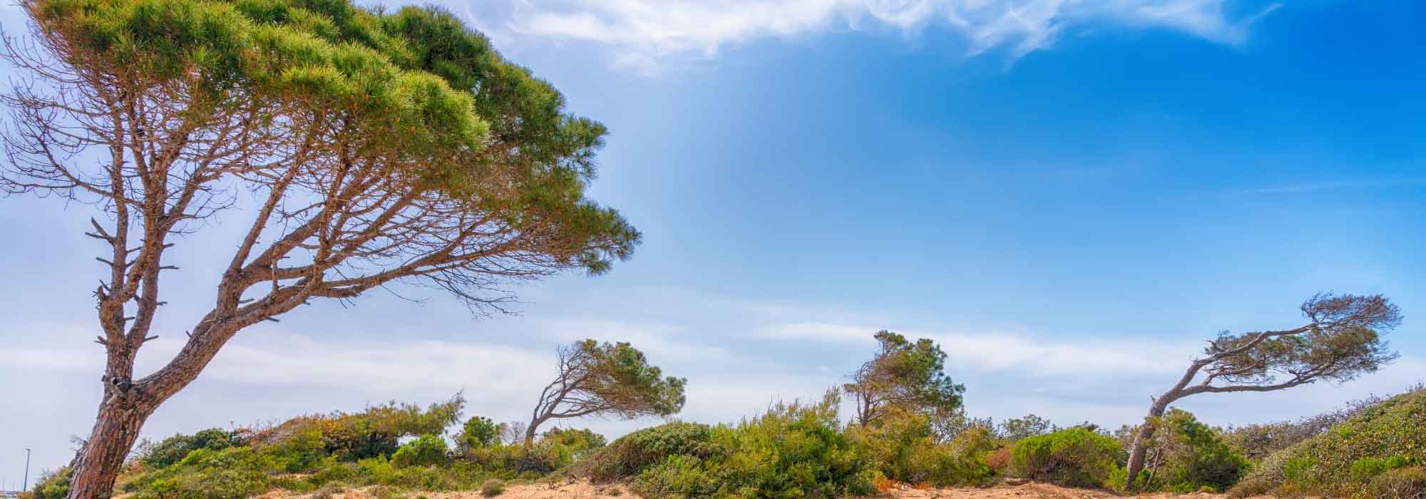 Plantar num jardim exposto ao mistral ou à tramontana