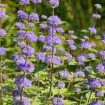Caryopteris: as variedades mais bonitas