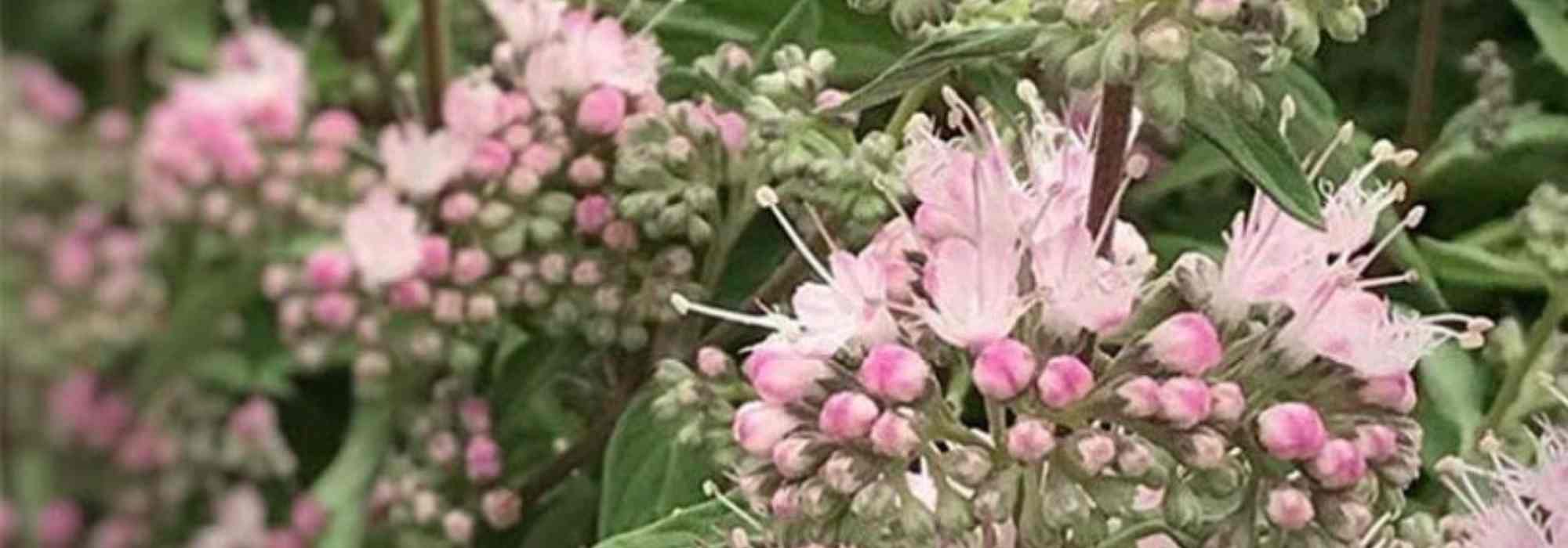 Cultivar um Caryopteris em vaso