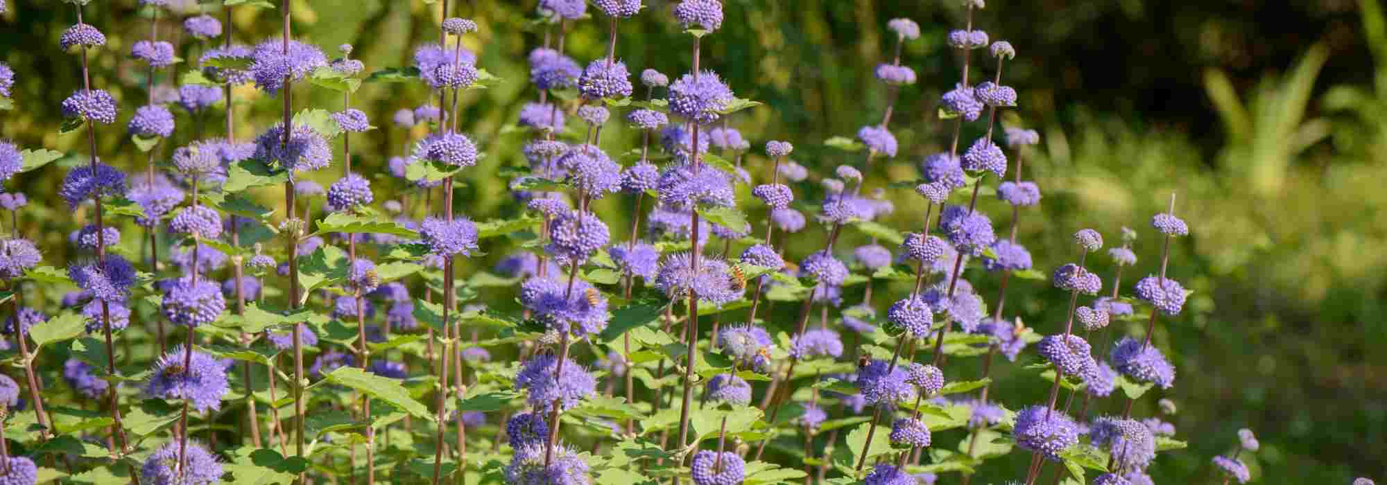 Caryopteris: as variedades mais bonitas