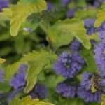 Escolher um Caryopteris