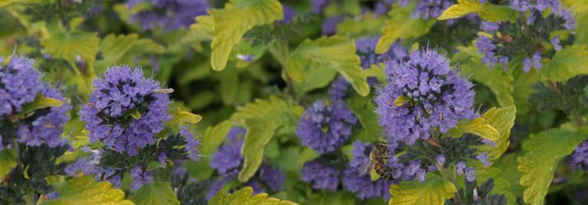 Escolher um Caryopteris