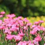 10 Cravos para plantar na borda do canteiro