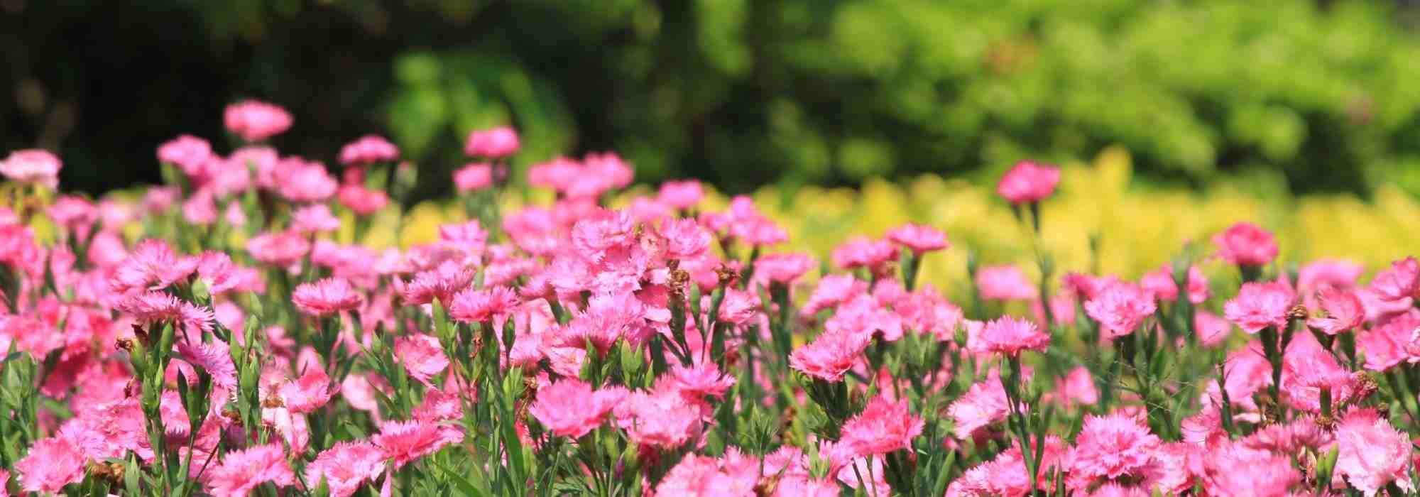 10 Cravos para plantar na borda do canteiro