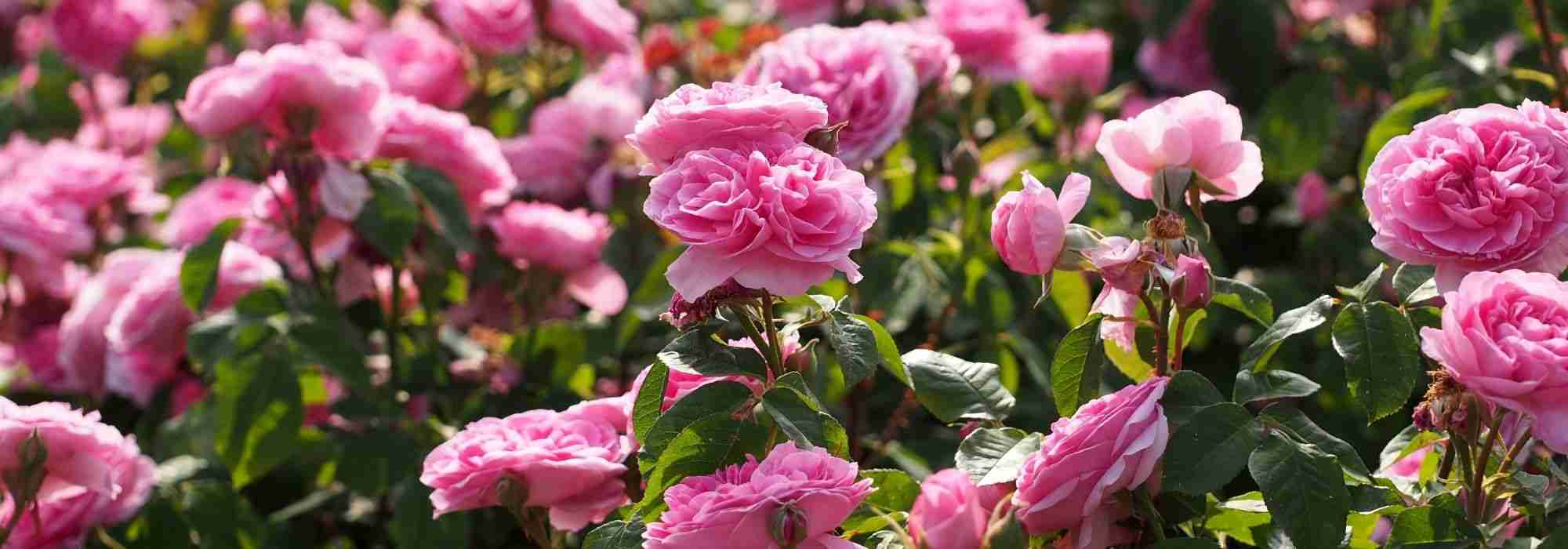 10 roseiras inglesas David Austin com flores cor-de-rosa