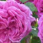 10 roseiras perfumadas com flores cor-de-rosa