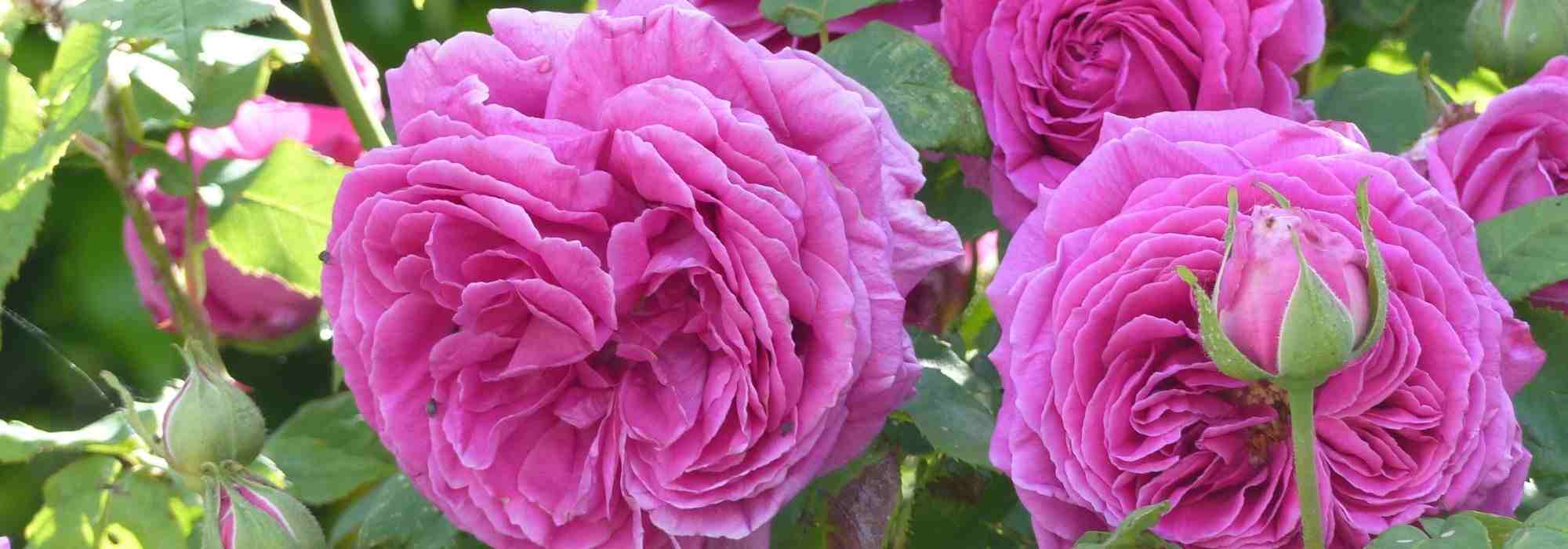 10 roseiras perfumadas com flores cor-de-rosa