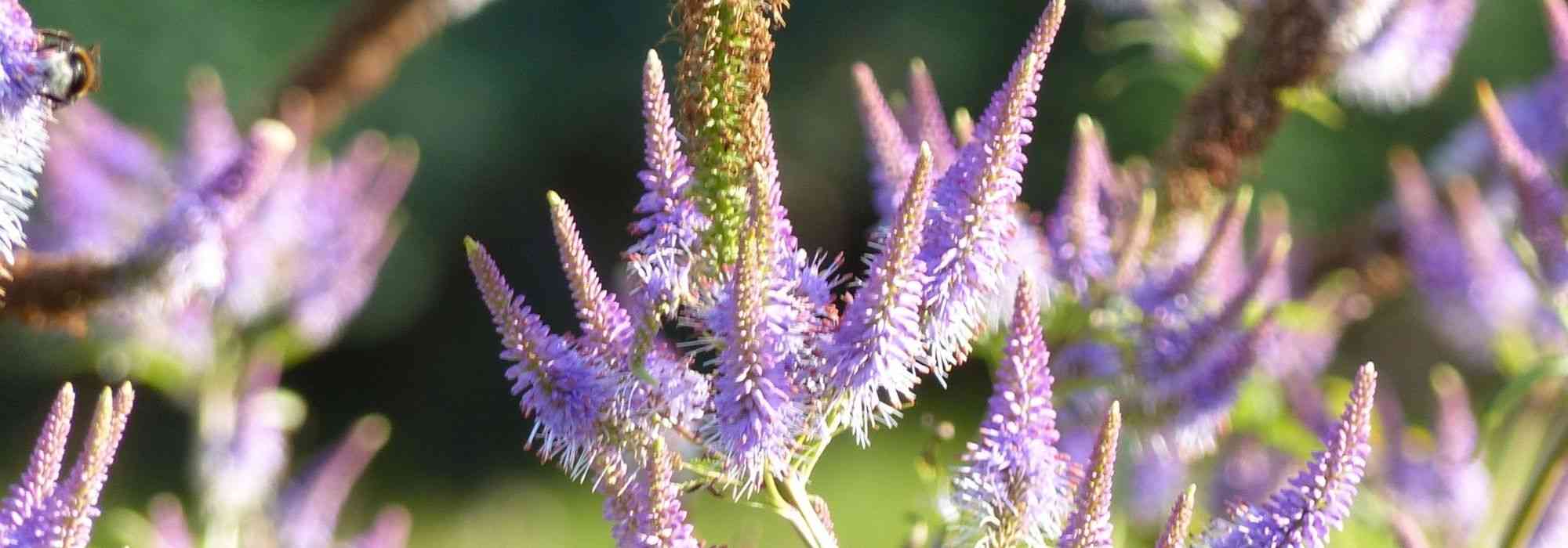 Transcrição de vídeo: Veronicastrum virginicum 'Fascination'
