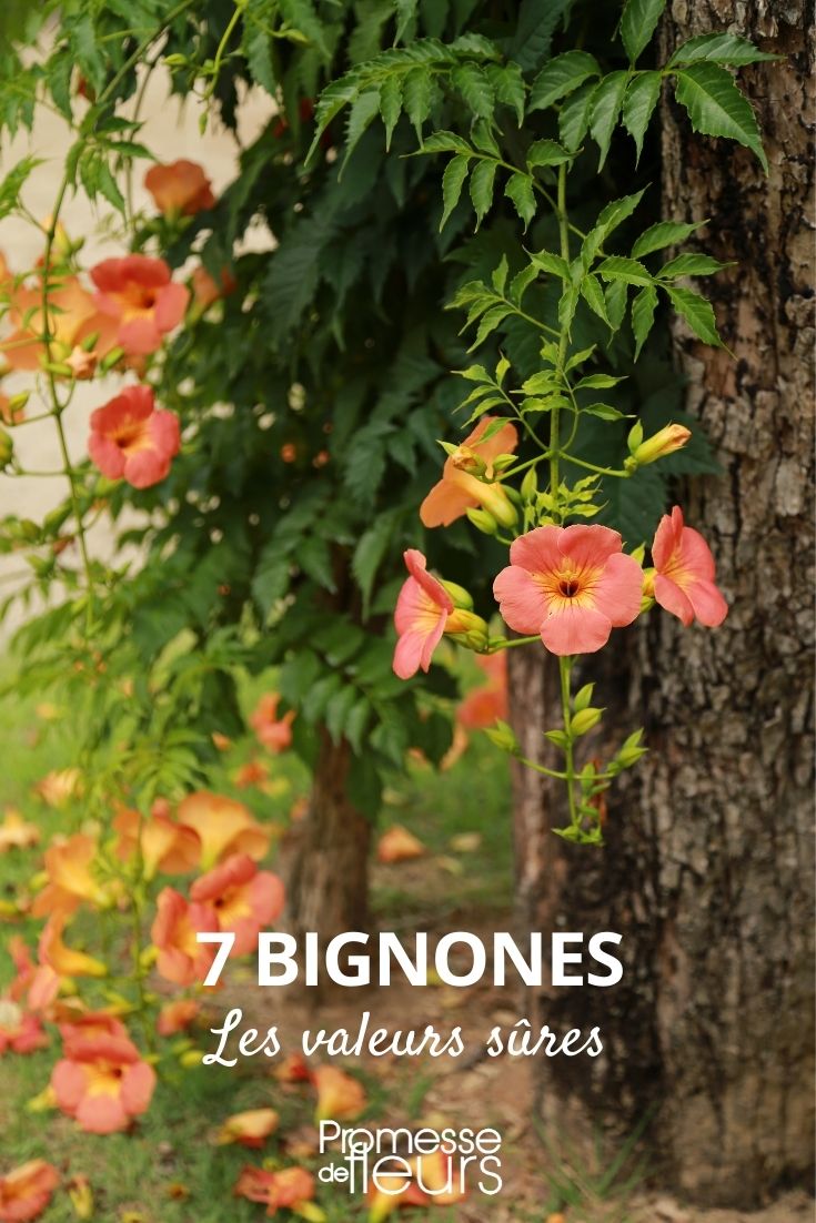 7 bignónias de confiança